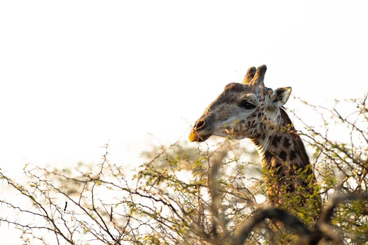 Zululand Lodge Хлухлуве Екстериор снимка